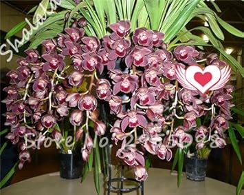 Red Cymbidium Flower seeds for Planting - Drought Tolerant, Heirloom & GMO Free Seeds for Home Garden
 
 Sale for planting in home garden
