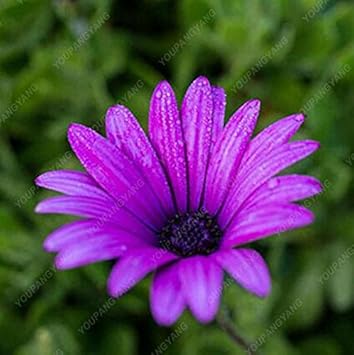 Violet Rigens Flower seeds for Planting - Wildflower Mix, Heirloom & GMO Free Seeds for Home Garden
 
 Sale for planting in home garden.