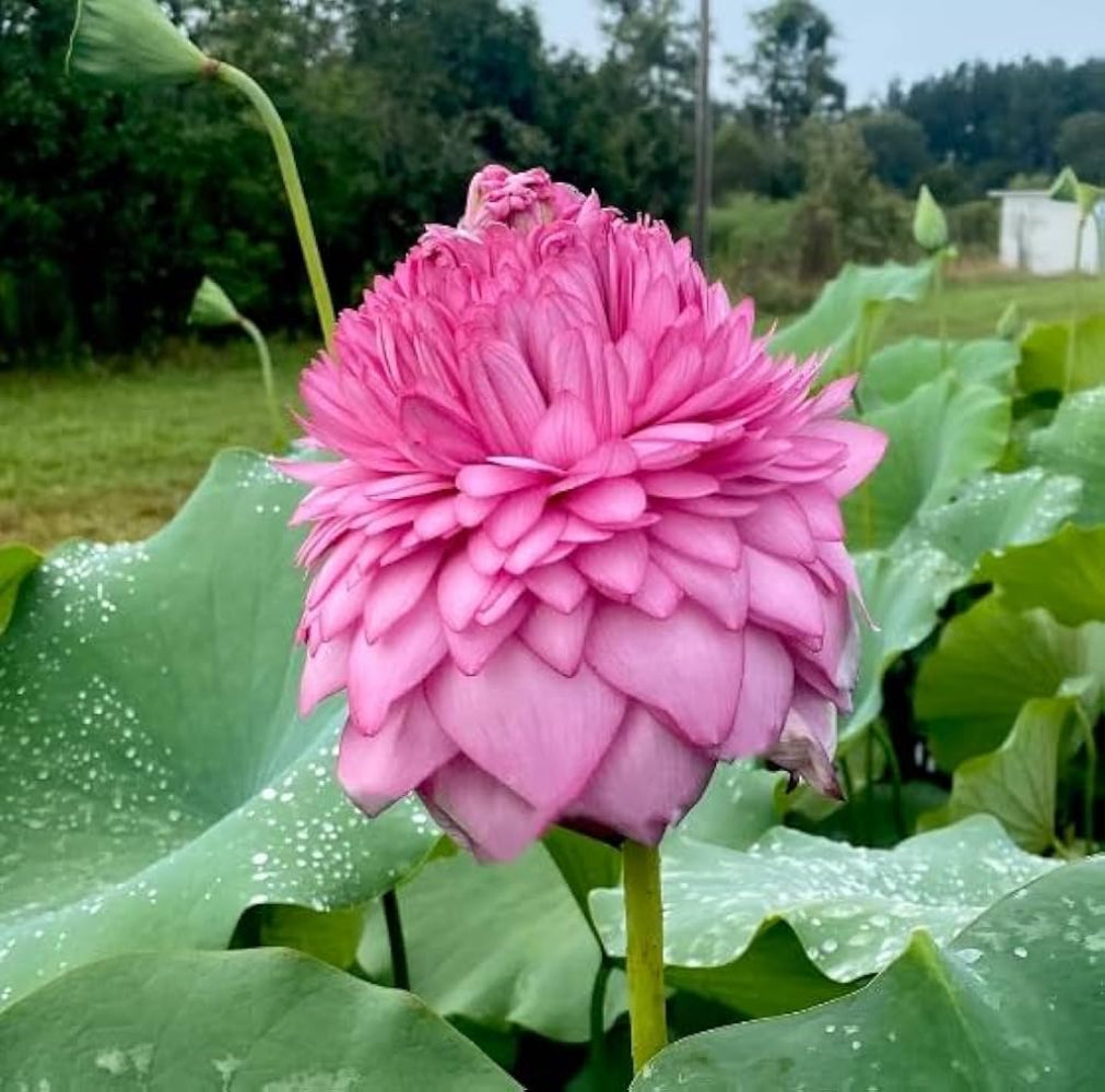 Thousand Petal Lotus Seeds – Sacred Multi-Petal Aquatic Flower for Majestic Ponds