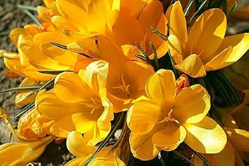 Crocus Sativus Yellow Flower seeds for Planting - Garden Favorite, Heirloom & GMO Free Seeds for Home Garden
 
 Sale for planting in home garden