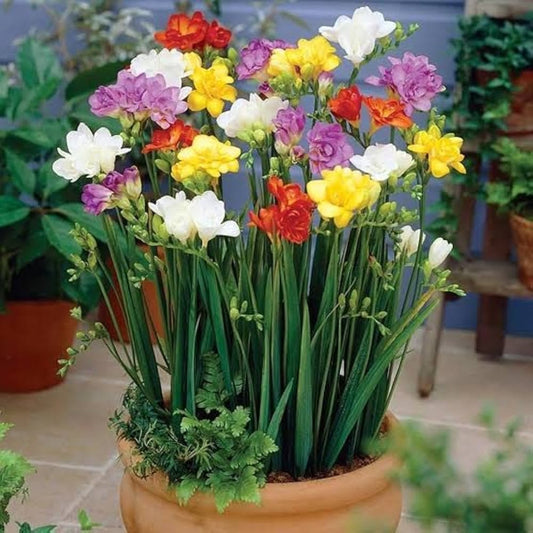 MultiColored Freesias Flower seeds for Planting Sun Loving Heirloom & GMO Free Seeds for Home Garden 
 
 Sale