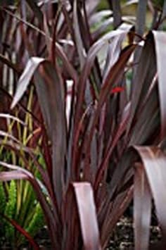Red Phormium Flower seeds for Planting - Premium Quality, Heirloom & GMO Free Seeds for Home Garden
 
 Sale for planting in home garden.