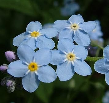 Sea Blue Myosotis Sylvatica Flower seeds for Planting - Seasonal Bloomer, Heirloom & GMO Free Seeds for Home Garden
 
 Sale for planting in home garden.