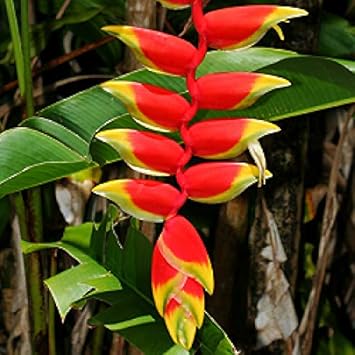 Heliconia Flower seeds for Planting Hardy Variety Heirloom & GMO Free Seeds for Home Garden
 
 Sale seeds for home garden planting