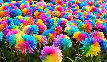 Chrysanthemum Perennial Flower seeds for Planting Shade Tolerant Heirloom & GMO Free Seeds for Home Garden 
 
 Sale seeds for home garden planting