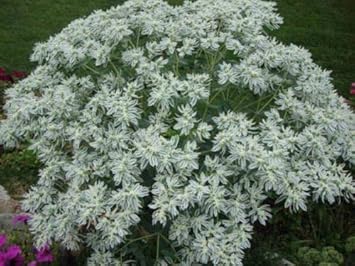 Green Snow on the Mountain Flower seeds for Planting - Long Bloom Season, Heirloom & GMO Free Seeds for Home Garden
 
 Sale for planting in home garden.