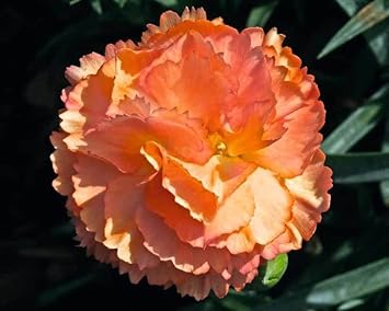 Light Orange Carnation Flower seeds for Planting - Wildflower Mix, Heirloom & GMO Free Seeds for Home Garden
 
 Sale for planting in home garden.