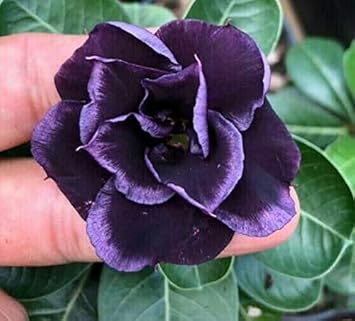 Dark Purple Adenium Flower seeds for Planting - Premium Quality, Heirloom & GMO Free Seeds for Home Garden
 
 Sale for planting in home garden
