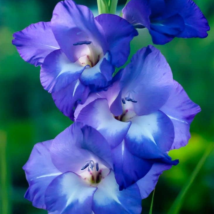 Blue Gladiolus Flower seeds for Planting Wildflower Mix Heirloom & GMO Free Seeds for Home Garden
 
 Sale seeds for home garden planting