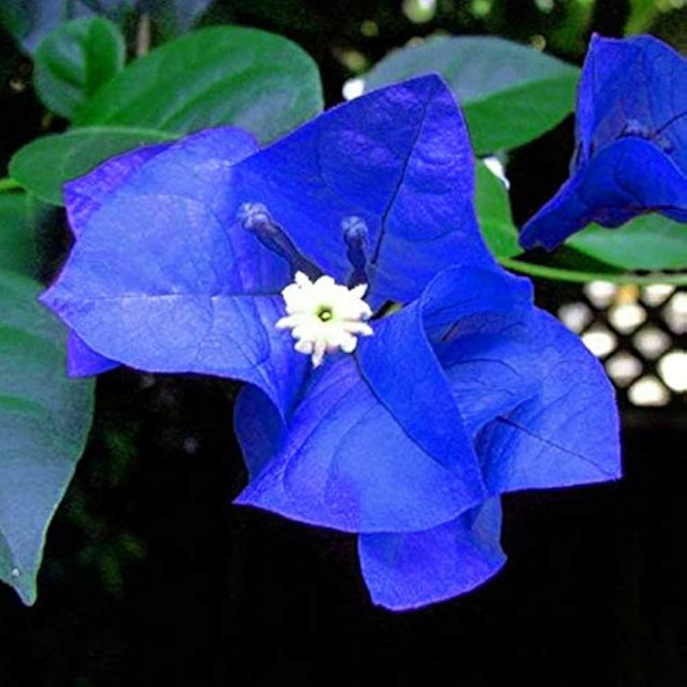 Blue Bougainvillea Spectabilis Flower Seeds