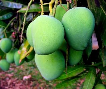 Mango Fruit Seeds For Planting Grow Your Own Mangoes heirloom non-gmo organic garden seeds