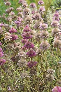 Lavender Monarda Flower seeds for Planting - Wildflower Mix, Heirloom & GMO Free Seeds for Home Garden
 
 Sale for planting in home garden.