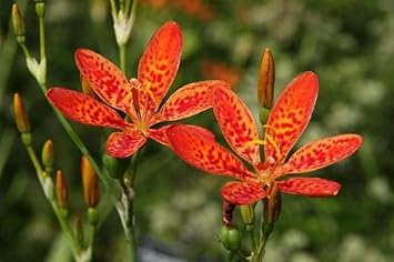 Belamcand Flower seeds for Planting Hardy Variety Heirloom & GMO Free Seeds for Home Garden 
 
 Sale for planting in home garden