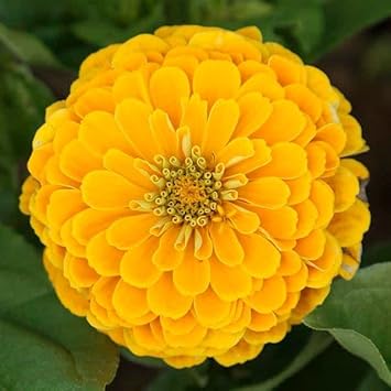 Yellow Zinnia Elegans Flower seeds for Planting - Premium Quality, Heirloom & GMO Free Seeds for Home Garden
 
 Sale for planting in home garden.