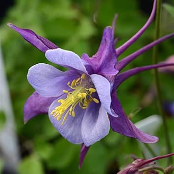 Purple Columbines Flower seeds for Planting Bright Blooms Heirloom & GMO Free Seeds for Home Garden 
 
 Sale seeds for home garden planting