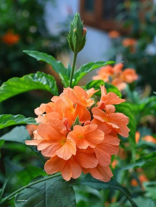 Firecracker Flower seeds for Planting - Vibrant Colors, Heirloom & GMO Free Seeds for Home Garden
