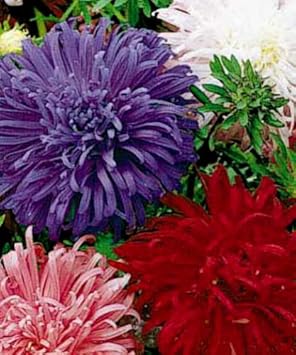 Multi Asters Giants Flower seeds for Planting - Cut Flower Favorite, Heirloom & GMO Free Seeds for Home Garden
 
 Sale seeds for planting in home garden