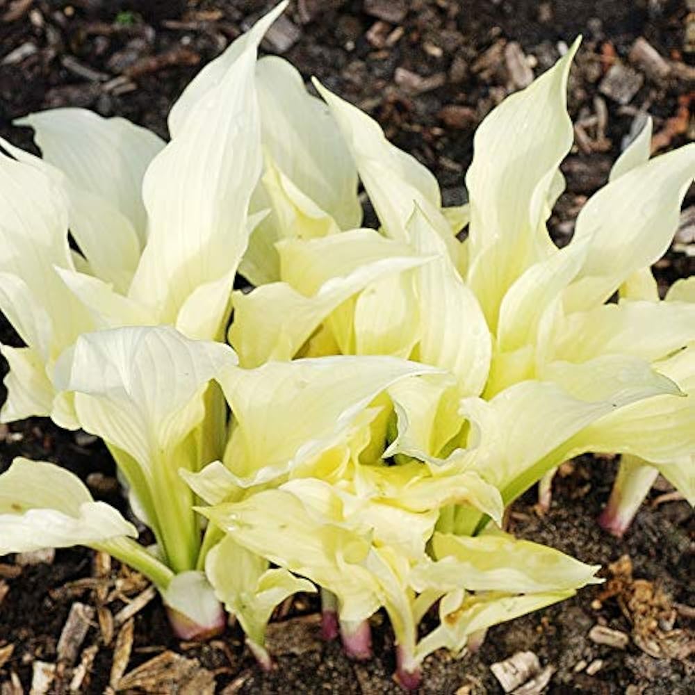 White Feather Hosta Plant Seeds