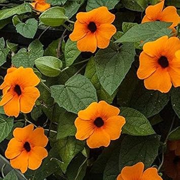 Orange Thunbergia Flower seeds for Planting - Hardy Variety, Heirloom & GMO Free Seeds for Home Garden
 
 Sale for planting in home garden