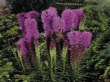 Purple Liatris Flower seeds for Planting - Colorful Display, Heirloom & GMO Free Seeds for Home Garden
 
 Sale for planting in home garden