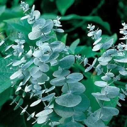 Eucalyptus Cinerea, Silver Dollar Flower seeds for Planting - Drought Tolerant, Heirloom & GMO Free Seeds for Home Garden