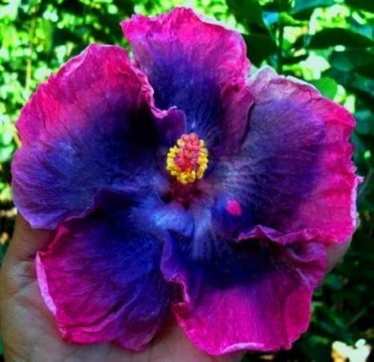Blue-Pink Hibiscus Flower Seeds