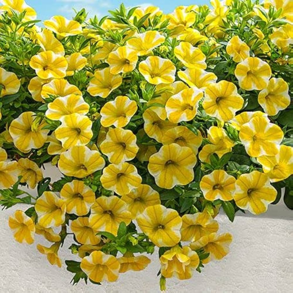 Semi di fiore Calibrachoa bianco giallo per piantare - Miscuglio di fiori selvatici, semi tradizionali e privi di OGM per giardino domestico
