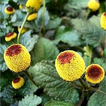 Spilanthes Oleracea Flower seeds for Planting Sun Loving Heirloom & GMO Free Seeds for Home Garden 
 
 Sale for planting in home garden