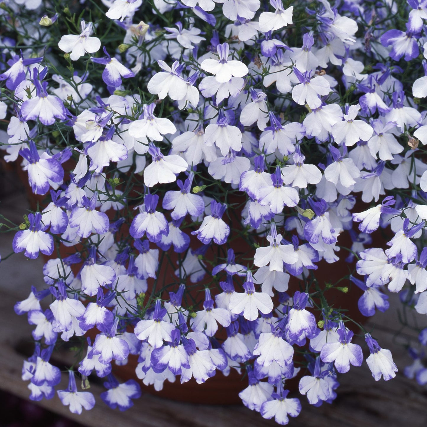 Blue Splash Lobelia Flower Seeds