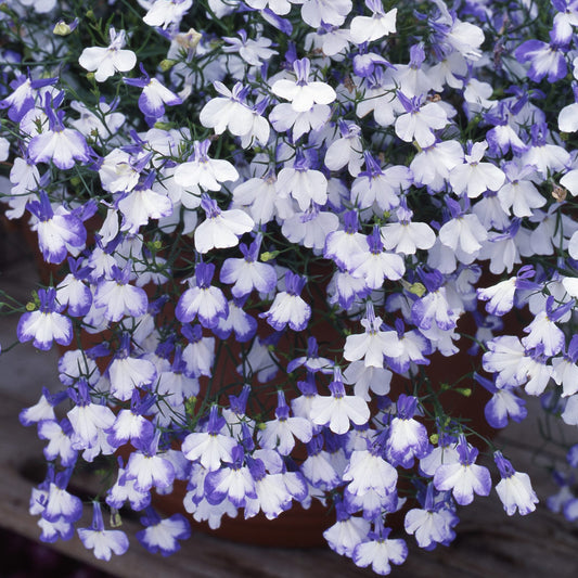 Blue Splash Lobelia Flower Seeds