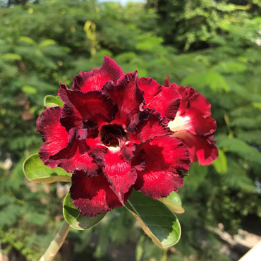 Schwarz-rote Wüstenrose Blumensamen