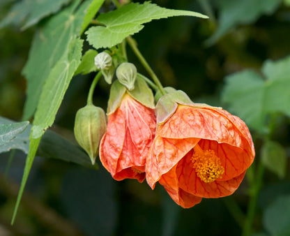 Mixed Colors Flowering Maple Flower Seeds