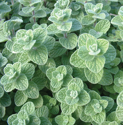 Wild Zaatar Oregano Herb Seeds