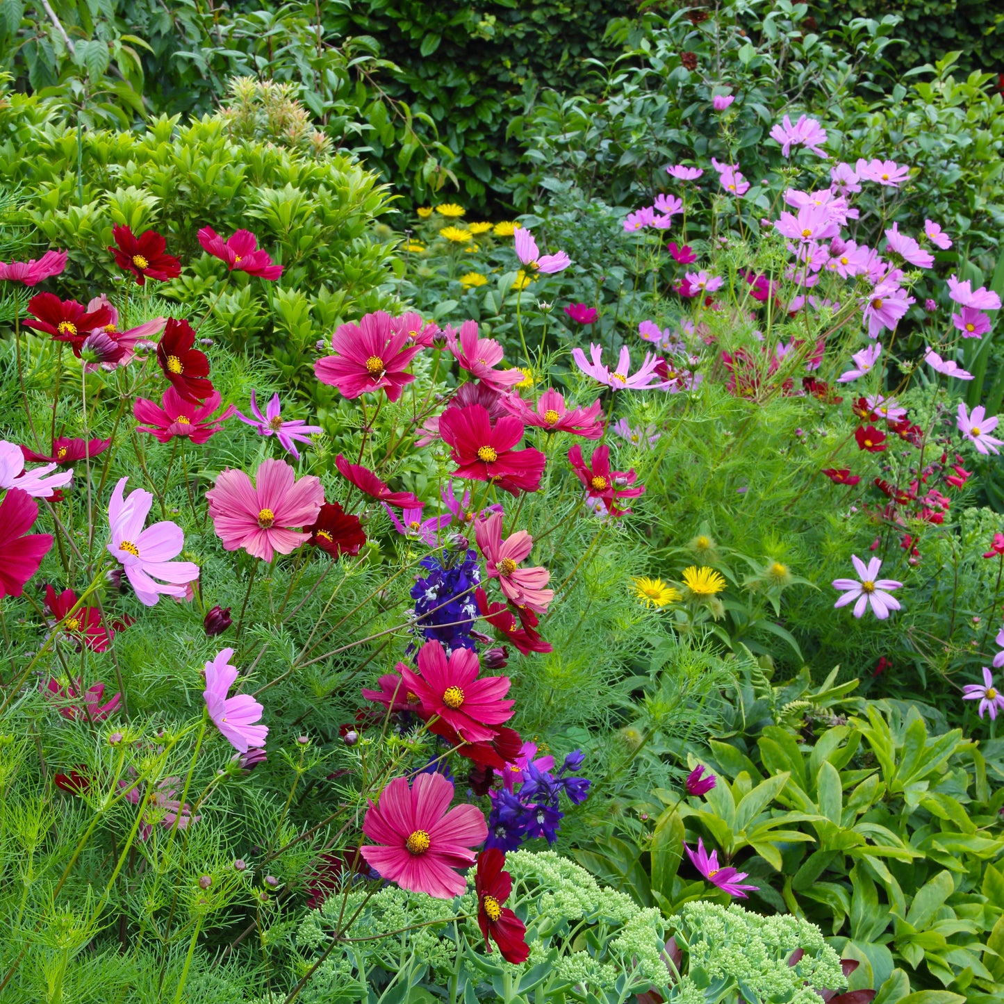 Brighten Your Garden with Non-GMO Marigold Seeds