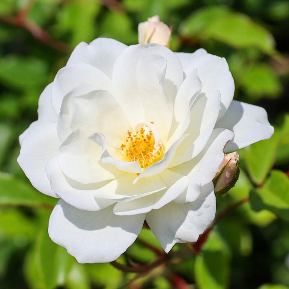 Climbing Iceberg Rose - Pure White Climbing Rose Bush for Elegant Garden Displays