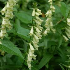 Yellow Foxglove Seeds