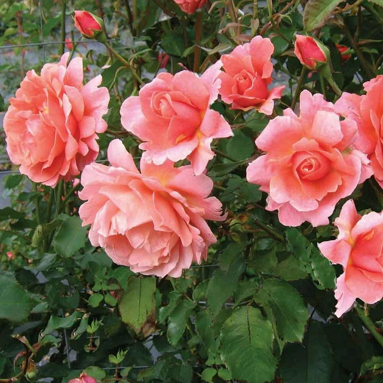 Japanese Rose Flower Seeds