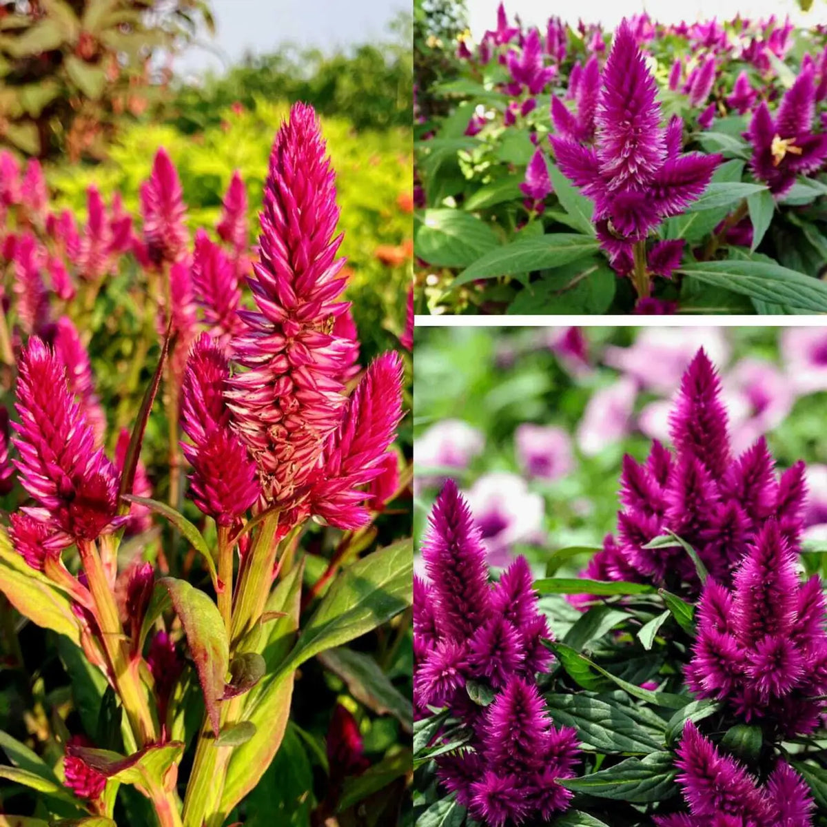 Pink Celosia Caracas Flower seeds for Planting Seasonal Bloomer Heirloom & GMO Free Seeds for Home Garden
 
 Sale