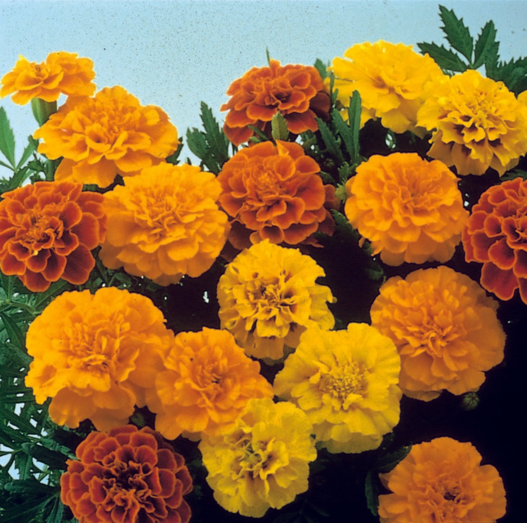French Marigold 'Durango Outback Mix' – Colorful & Vibrant Garden Flower Blend