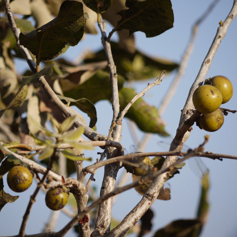 Diospyros Melanoxylonの果実の種子
