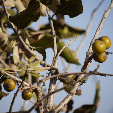 Diospyros Melanoxylonの果実の種子