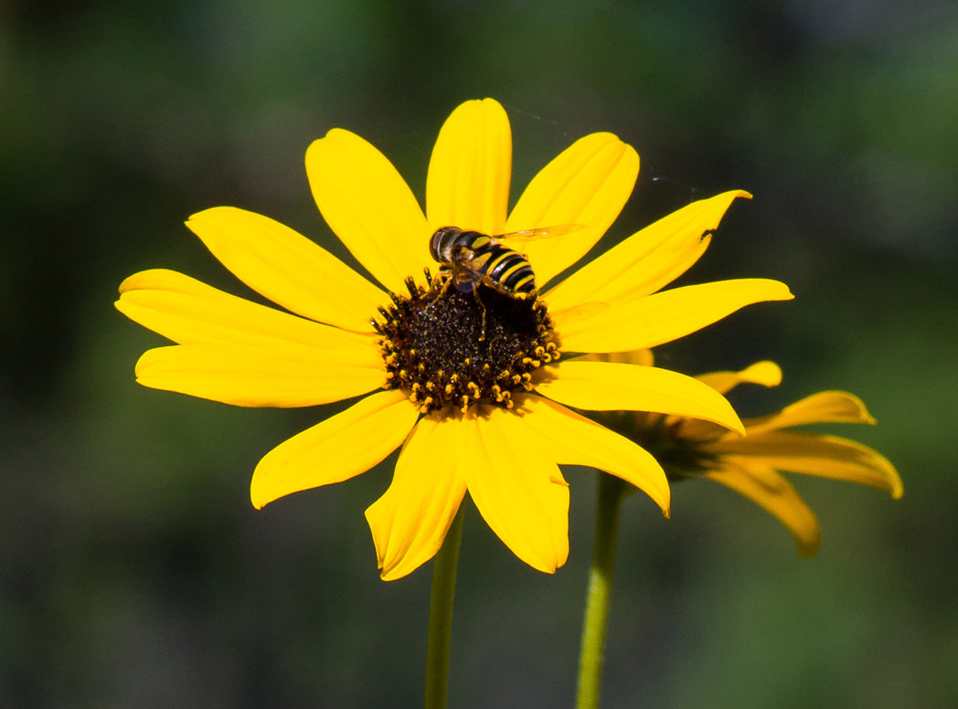 Swamp Sunflower Seeds