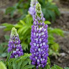 Lupine Wildflower Seeds purple & white