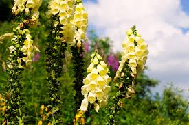 Yellow Foxglove Seeds