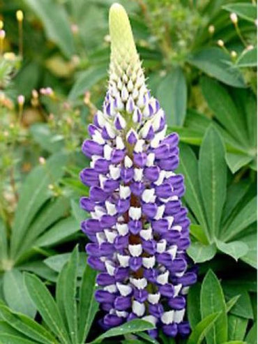 Lupine Wildflower Seeds purple & white