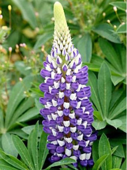 Lupine Wildflower Seeds purple & white