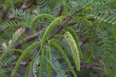 Semi di erba di Prosopis Glandulosa