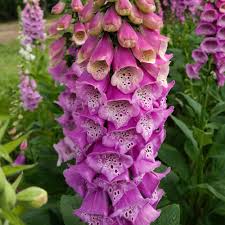 Foxglove Seeds Excelsior Mix