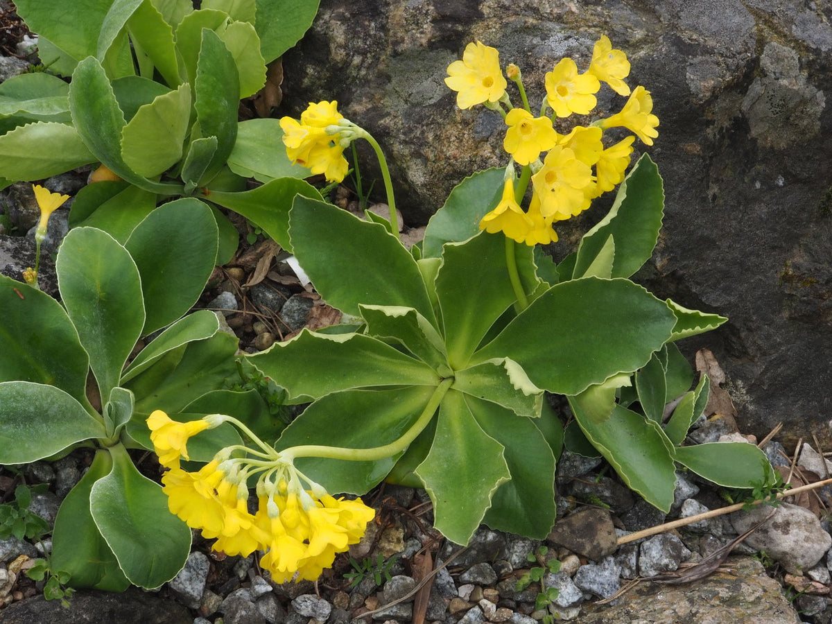 Yellow Primula Auricula Flower seeds for Planting - Pollinator Friendly, Heirloom & GMO Free Seeds for Home Garden