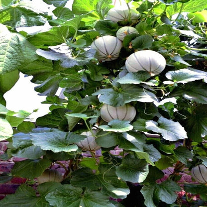 Charentais Melon Fruit Seeds